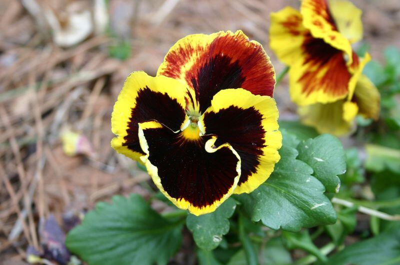 Pansies start fading when daily air temperatures are in the lower 70s and soil temperatures are in the mid-60s. (Walter Reeves)