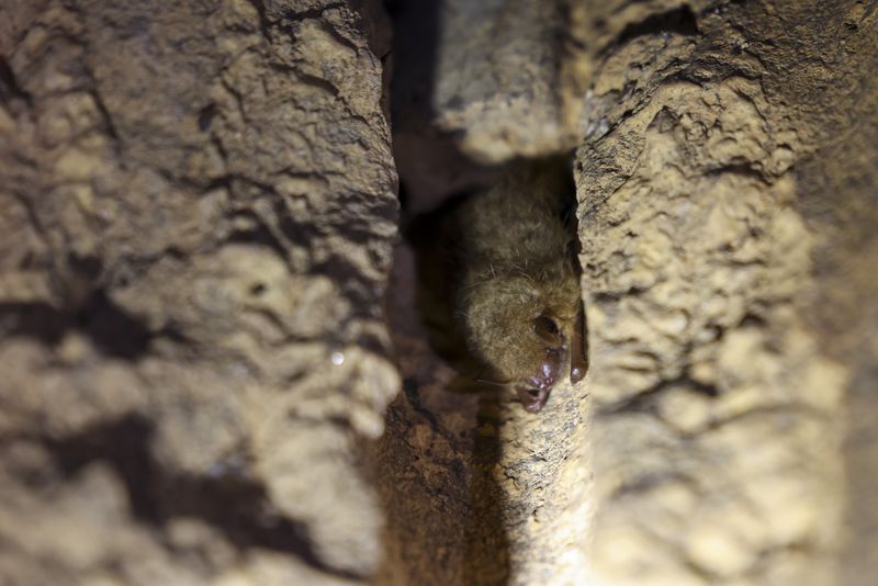 A tricolored bat is shown inside a culvert in northeast Georgia on Wednesday, Dec. 6, 2023. Officials with the Georgia Department of Natural Resources check bats for signs of white-nose syndrome, a deadly fungus that has devastated populations of several species in the state. (Jason Getz / Jason.Getz@ajc.com)