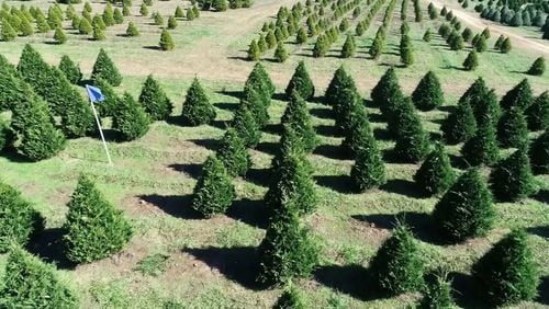 Real Christmas tree sales expected to increase this year. Here's a look at Georgia's crop