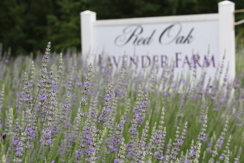 Lavender is grown in raised beds at Red Oak Lavender Farm in Dahlonega. Growing lavender in Georgia is challenging for several reasons. CONTRIBUTED BY RED OAK LAVENDER