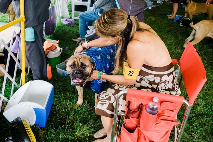 A Bull Mastiff named Moonshine at the Westminster Kennel Club Dog Show, held at the Lyndhurst Mansion in Tarrytown, N.Y., on Sunday, June 13, 2021. (Gabriela Bhaskar/The New York Times)