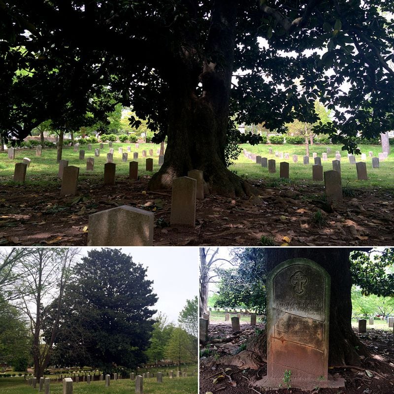 The Oakland Cemetery Magnolia
