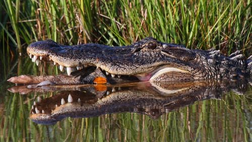 American alligators are found throughout Ossabaw, including this one shot by Stuckey . Look closely in its mouth and you'll see part of the pig it was busy devouring. Photo by Jill Stuckey