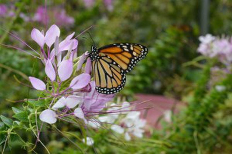 Only online tickets are available — among the many coronavirus-related changes — to view the exhibit of “A Garden With Wings” at Smith-Gilbert Gardens in Kennesaw. (Courtesy of Kennesaw)