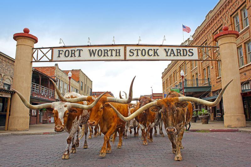 Cattle drives are held twice daily at the historic Fort Worth Stockyards. CONTRIBUTED BY FORT WORTH CVB
