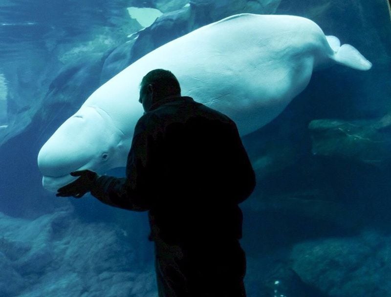 Qinu, a female beluga whale at the Georgia Aquarium, lost her offspring Tuesday. The calf did not not survive childbirth. It was a first-time pregnancy for the 9-year-old Qinu. 
