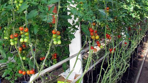 In this April 2, 2018, photo, organic tomatoes grow on vines planted in soil in a greenhouse at Long Wind Farm in Thetford, Vt. Owner Dave Chapman is a leader of a farmer-driven effort to create an additional organic label that would exclude hydroponic farming and concentrated animal feeding operations. (AP Photo/Lisa Rathke)