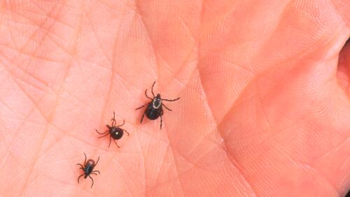 A close-up of an adult female deer tick (left), lone star tick (middle) and dog tick (right).