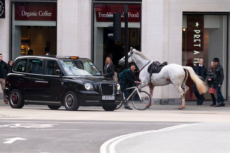 A white horse on the loose bolts through the streets of London near Aldwych, on Wednesday April 24, 2024. (Jordan Pettitt/PA via AP)