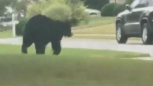 A bear is seen on video roaming through a subdivision in Cherokee County.