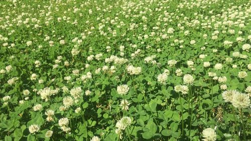 White clover is a favorite food source for honeybees. WALTER REEVES