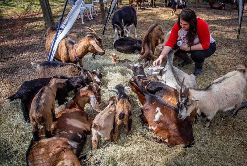 Red Wagon Goats owner Megan Kibby feeds the young goats on the goat rental business’s Stone Mountain property. STEVE SCHAEFER / SPECIAL TO THE AJC