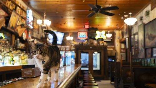 Archer, a 4-year-old cat who haunts the Poncey-Highland neighborhood, has become a regular at Manuel's Tavern since he first sauntered into the Atlanta bar nearly two years ago. Photos by Olivia Bowdoin for the AJC
