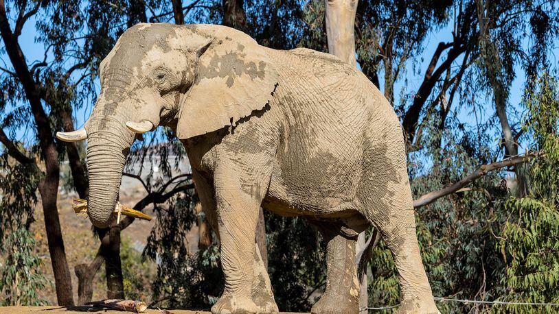 A bull elephant from the San Diego Zoo named Msholo will be the latest addition to the African Savanna habitat at Zoo Atlanta. CONTRIBUTED: SAN DIEGO ZOO