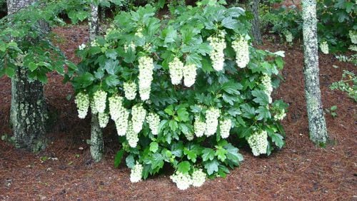 The large, conical blooms of oakleaf hydrangea make a bold statement in a landscape. Losing a big one leaves a big hole in the view. (Walter Reeves for The Atlanta Journal-Constitution)