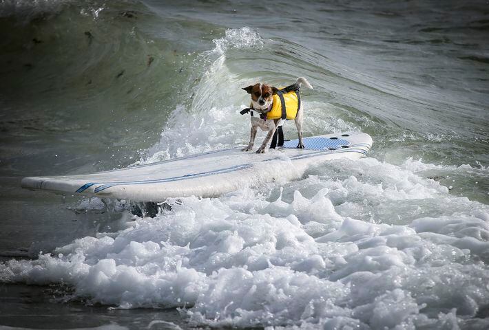 Hang 20 Surf Dog Classic