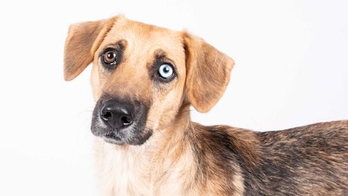 This is Athena, a dog. Athena and other dogs and other cats are free to adopt at LifeLine shelters in Fulton and DeKalb counties until Sunday, June 16, 2019.