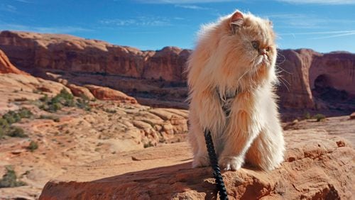 “Floyd” AKA “Floyd the Lion” gets his fill of adventure on hikes through Colorado.Adventure Cats by Laura J Moss / Workman Publishing
