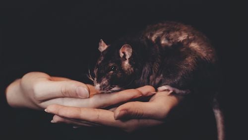 According to a report, doctors say an 8-year-old girl got rat bite fever, a rare illness, from her pet rats.
