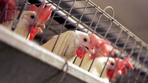Chickens huddle in their cages at an egg processing plant. Georgia poultry — primarily chickens and eggs — is the biggest agricultural sector in the state. (AP Photo/Marcio Jose Sanchez, File)