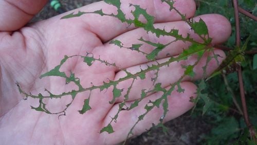 Damage from sawfly larvae is quite evident on these lacy hibiscus leaves. PHOTO CREDIT: Walter Reeves