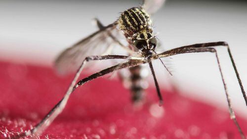 A mosquito from the genus Aedes, which can carry Zika virus. (Jeffrey Arguedas/EFE/Zuma Press/TNS)
