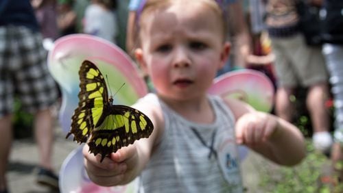 Parker Lewis, age 2, checks out a Malachite butterfly at the Butterfly Encounter in the Chattahoochee Nature Center in Roswell. STEVE SCHAEFER / SPECIAL TO THE AJC