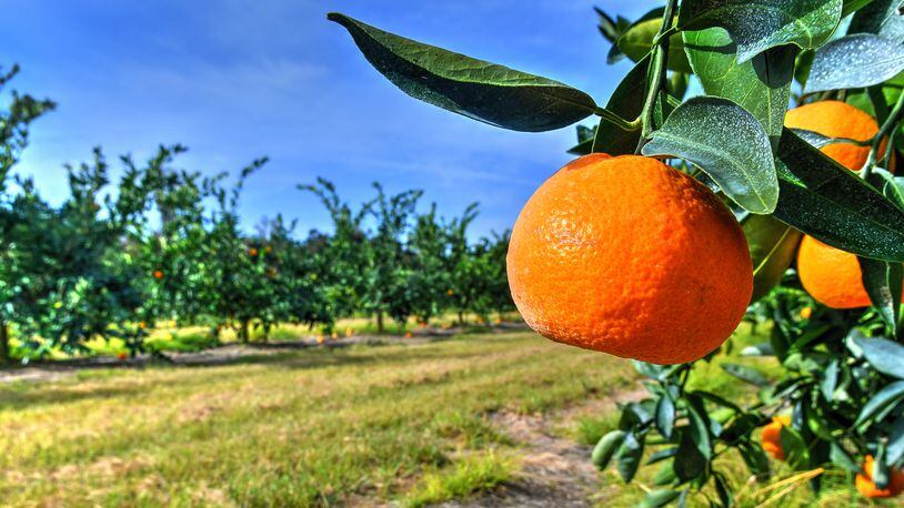 Corbett Brothers Farms, one of the largest vegetable-growing and packing operations on the East Coast, is a leader in Georgia's emerging citrus industry. Contributed by Chris Hunt