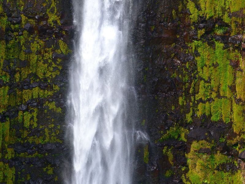 A curtain of water and its accompanying mists feed the mosses and greenery growing on the wall behind 442-foot high Akaka Falls. (Brian J. Cantwell / Seattle Times/TNS)