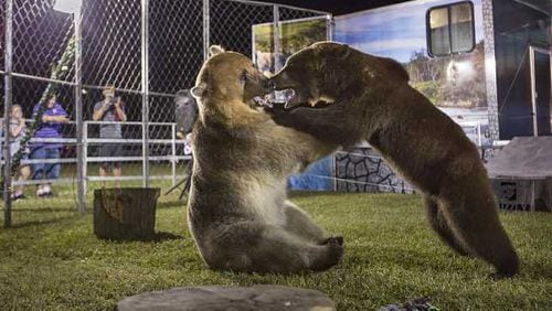 "A Grizzly Experience" is set to be one of the many activities at the 2018 Smyrna Spring Jonquil Festival, but animal rights activists aren’t happy with the choice and are lobbying for the city to nix the show.