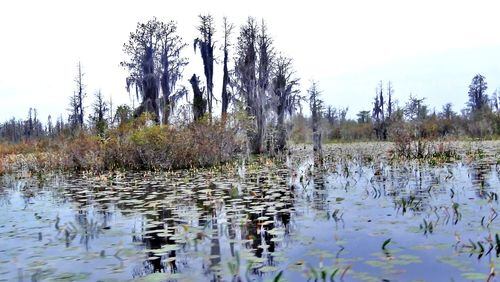 The world-famous Okefenokee Swamp in southeast Georgia will be a prime destination for Georgia Botanical Society field trips during 2017. (Charles Seabrook)