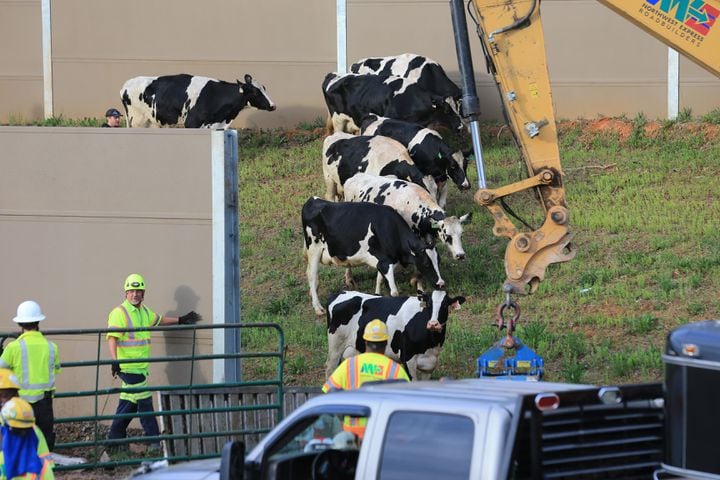 Photos: Weird things that have snarled Atlanta traffic