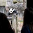 People view Yang Yang at Zoo Atlanta on Friday, Feb. 16, 2024. Atlanta has the last pandas in the U.S., and they’re slated to go back to China this year. (Ben Gray / Ben@BenGray.com)