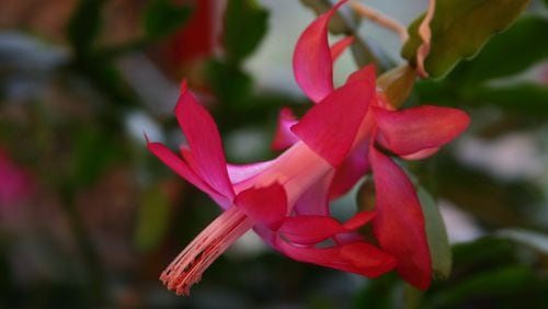 The beautiful flowers on a holiday cactus will quickly drop if the plant is placed near a furnace vent. (Walter Reeves for The Atlanta Journal-Constitution)