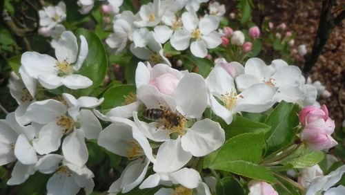 Lots of apple blooms and vigorous honeybees make for a good harvest. (Walter Reeves for The Atlanta Journal-Constitution)