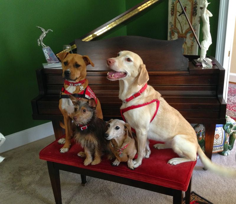 Xena the Warrior Puppy (left), foster pup Daisy May (from left), and her fur siblings Petunia and Sally at their home in Johns Creek.