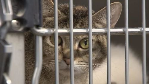 <p>Channel 2 Action News has confirmed two more local animal shelters are under quarantine after cats tested positive for a deadly virus.</p>