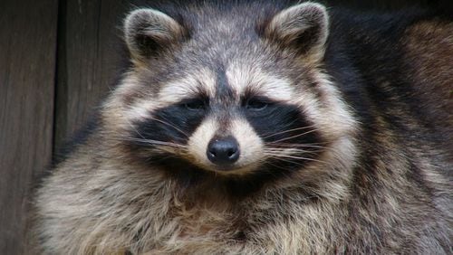 A rabid raccoon caught on Feb. 23 has prompted DeKalb County health officials to issue warnings.