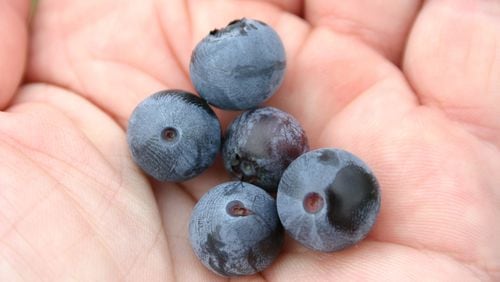 A Georgia blueberry grower is being sued by a group of migrant farmworkers. (AJC archive photo)