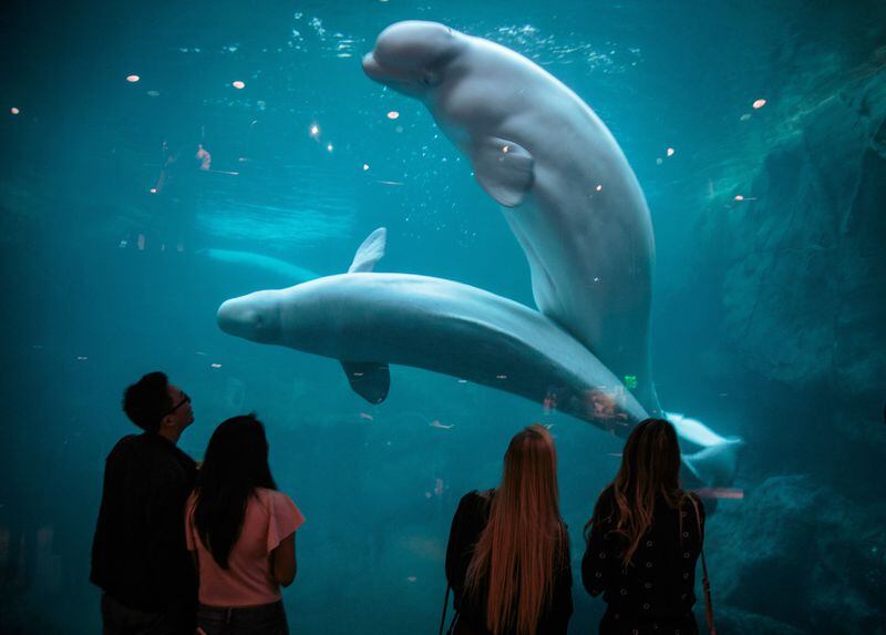 People check out the Beluga Whale exhibit during the Sips Under the Sea, Game Night, at Georgia Aquarium in Atlanta, Friday, August 12, 2016. STEVE SCHAEFER / SPECIAL TO THE AJC