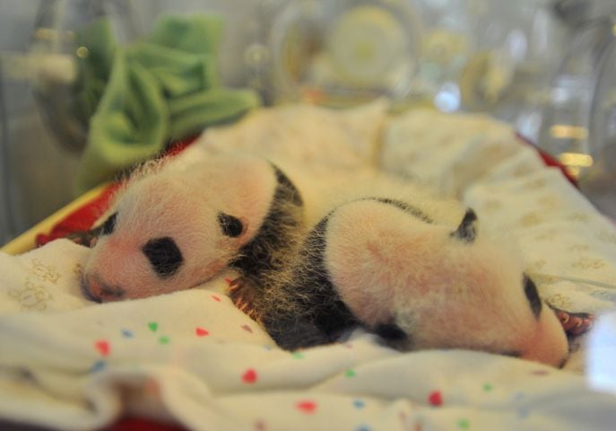 Panda cubs and zoo babies