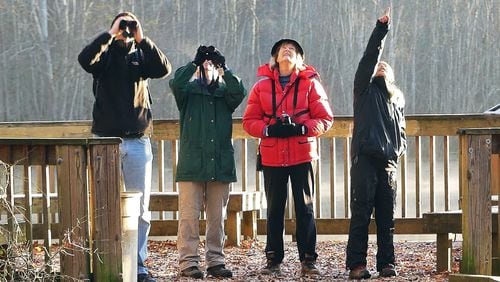 Birders with the Atlanta Audubon Society peer at a bird high in a tree during the 2017 Intown Atlanta Christmas Bird Count. The Intown count each year covers Constitution Lakes park in DeKalb County where this team was looking for birds. CONTRIBUTED BY CHARLES SEABROOK