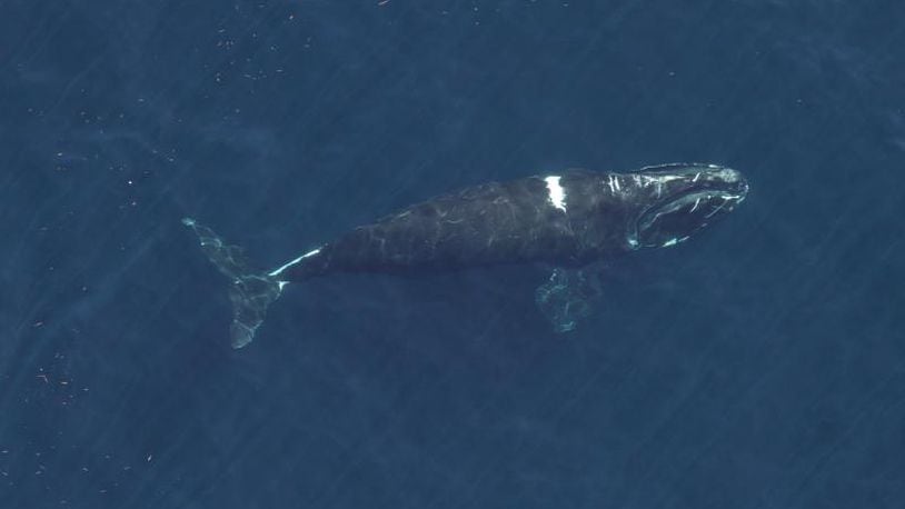 A North Atlantic right whale named Ruffian swims with several healed entanglement wounds.