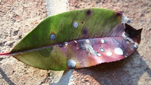 Photinia leaf spot can be controlled by raking and disposing of infected leaves. WALTER REEVES