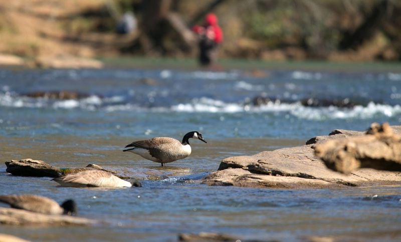 In this file photo, a Canadian Goose is shown along the Chattahoochee River at Jones Bridge Park.