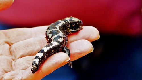 The marbled salamander, like the one shown here, is one of nearly 60 species of salamander in Georgia, which makes the state one of the world’s hotspots for the animals. Salamanders are highly secretive and thus are seldom seen. PHOTO CREDIT: Charles Seabrook