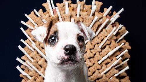 To promote the free adoptions, LifeLine constructed an Iron Throne made out of dog treats.