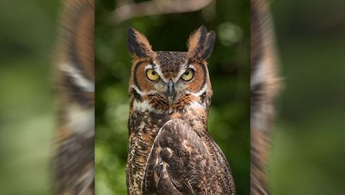 The great horned owl is a winter breeder in Georgia. By January, many great horned owls already are incubating eggs in their nests. GREG HUME/CREATIVE COMMONS