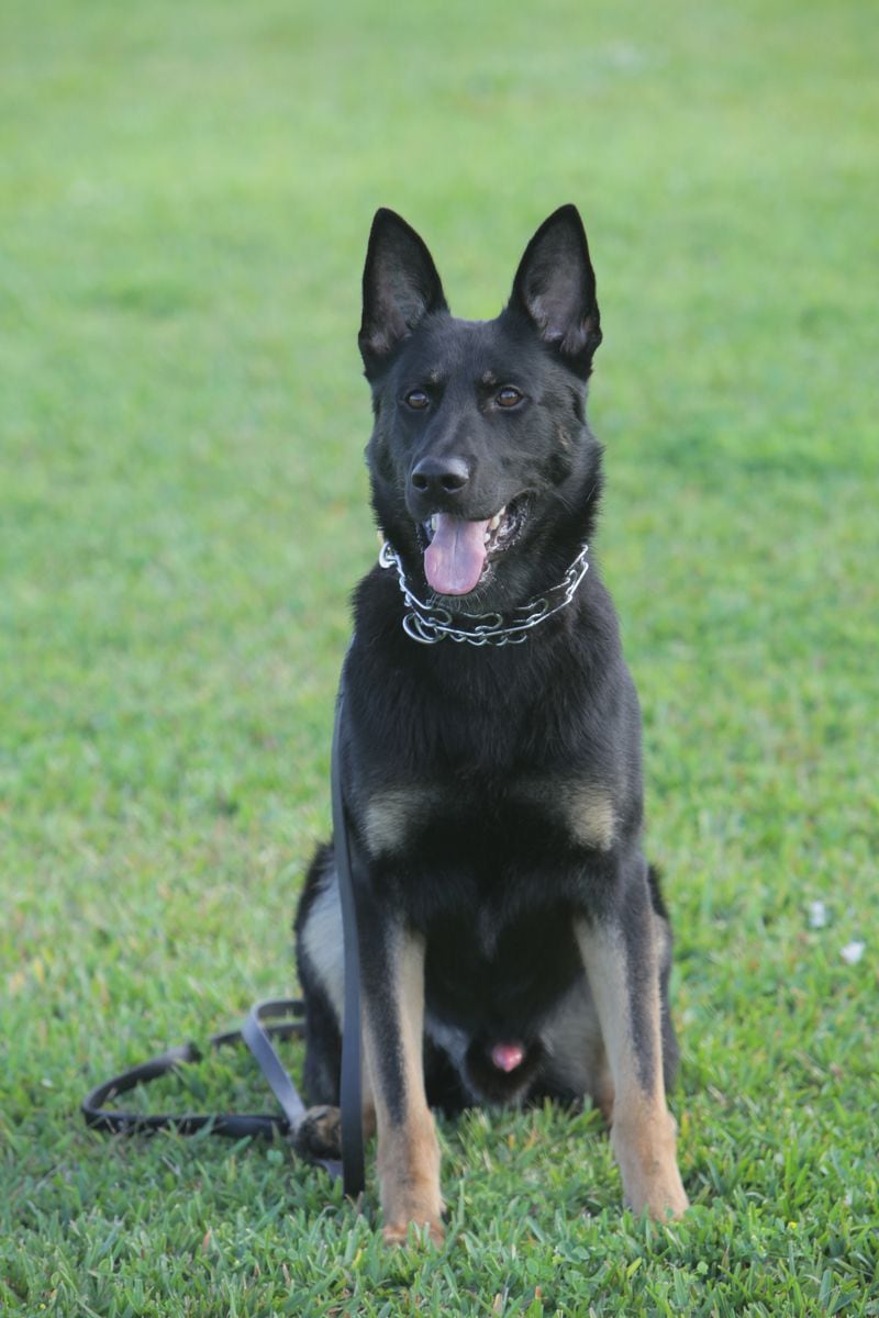 Riviera Beach Police K9 Gin, 2, is a German Shepherd specializing in patrol and narcotics detection. German Shepherds are one of the most popular breeds in Atlanta and across the country. (Jennifer Podis/The Palm Beach Post) 021517