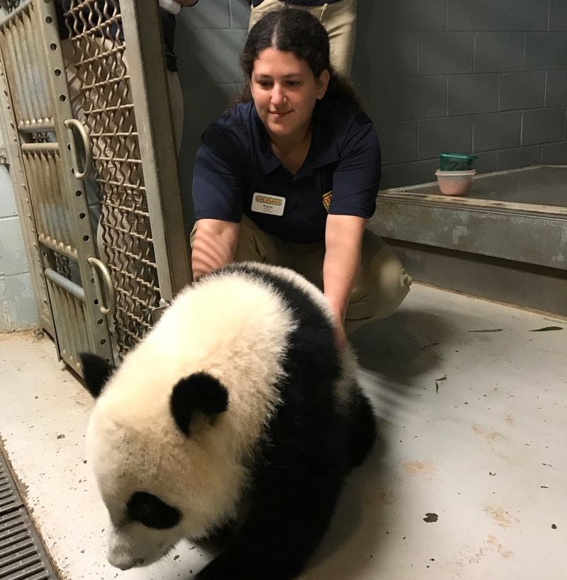 Shauna Dankberg, Keeper II at Zoo Atlanta, tends to Xi Lun, one of the panda twins. Xi Lun and her sister Ya Lun will celebrate their first birthdays on Sept. 3. Photo: Bo Emerson